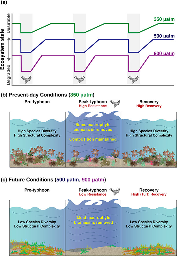 Ocean acidification increases the impact of typhoons on algal ...
