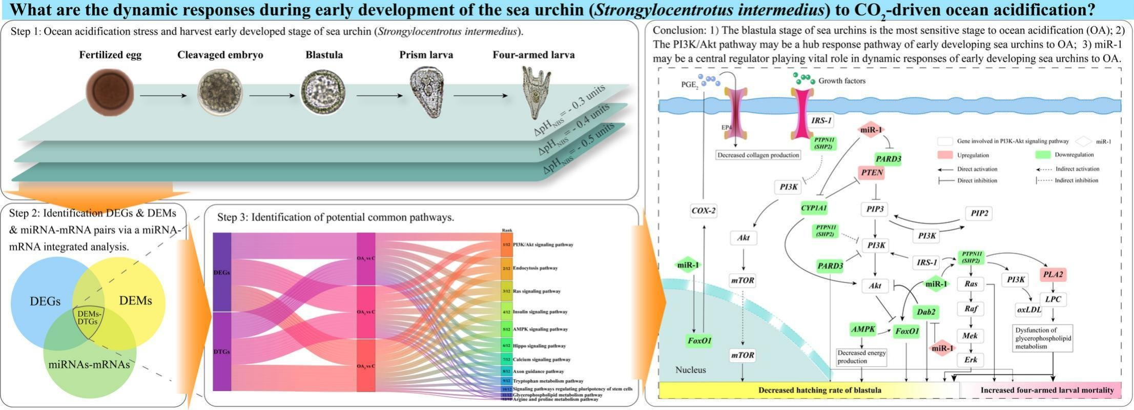 Dynamic responses during early development of the sea urchin ...