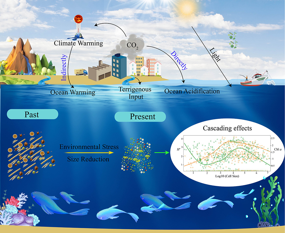 Nonlinear responses of phytoplankton size, diversity, and chlorophyll a ...