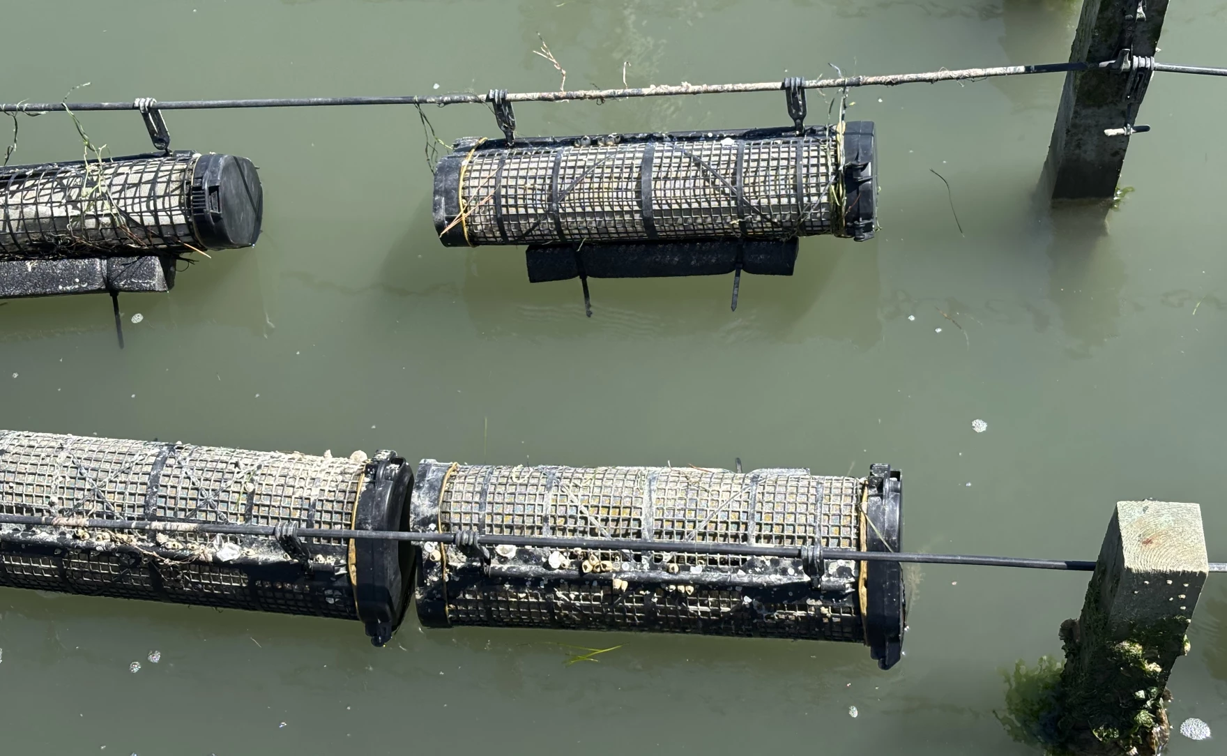 The Chesapeake Bay is getting more acidic. Scientists are studying what that means for local aquaculture