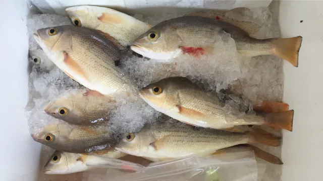 Protecting seafood security by assessing the impacts of ocean acidification