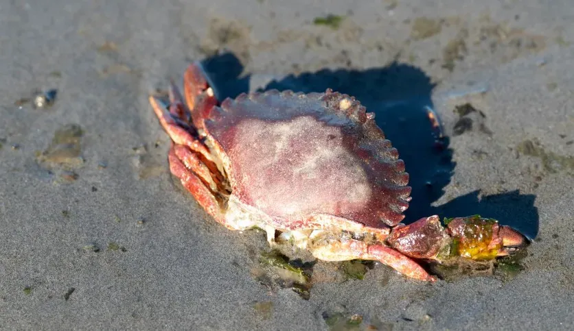 Ocean Single Shell Ocean acidification is just one of five stressors dissolving shellfish ...